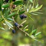 olive-tree-arbequina-spring-pinetree-garden-seeds_447_2000x